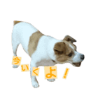 Jack Russell Terrier's（個別スタンプ：1）