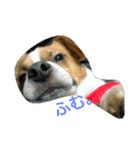 Jack Russell Terrier's（個別スタンプ：2）