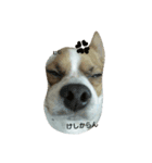 Jack Russell Terrier's（個別スタンプ：3）