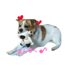 Jack Russell Terrier's（個別スタンプ：4）