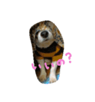 Jack Russell Terrier's（個別スタンプ：5）