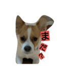 Jack Russell Terrier's（個別スタンプ：6）
