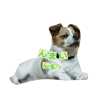 Jack Russell Terrier's（個別スタンプ：7）