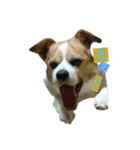 Jack Russell Terrier's（個別スタンプ：8）