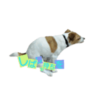 Jack Russell Terrier's（個別スタンプ：9）