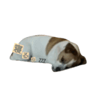 Jack Russell Terrier's（個別スタンプ：10）