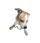 Jack Russell Terrier's（個別スタンプ：11）
