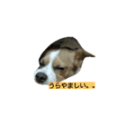 Jack Russell Terrier's（個別スタンプ：12）