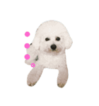 Jack Russell Terrier's（個別スタンプ：13）