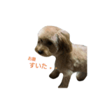 Jack Russell Terrier's（個別スタンプ：14）
