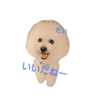 Jack Russell Terrier's（個別スタンプ：15）
