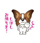 わんころらいふ〈パピヨン〉（個別スタンプ：19）