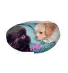 わんこの一言（個別スタンプ：1）