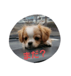 わんこの一言（個別スタンプ：7）
