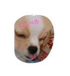わんこの一言（個別スタンプ：10）