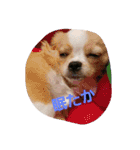 わんこの一言（個別スタンプ：15）