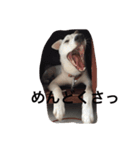 country dog Haku's slow life（個別スタンプ：1）