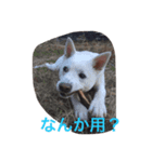 country dog Haku's slow life（個別スタンプ：4）