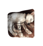 country dog Haku's slow life（個別スタンプ：5）