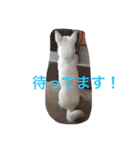 country dog Haku's slow life（個別スタンプ：6）