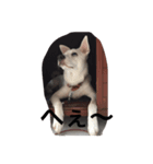 country dog Haku's slow life（個別スタンプ：7）