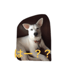 country dog Haku's slow life（個別スタンプ：8）