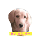 DDBstamp（個別スタンプ：7）