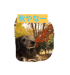DDBstamp（個別スタンプ：9）