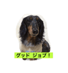 DDBstamp（個別スタンプ：11）