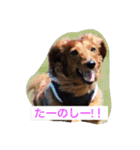 DDBstamp（個別スタンプ：13）