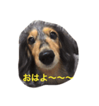 DDBstamp（個別スタンプ：16）