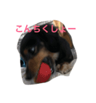 pinortamp2（個別スタンプ：9）