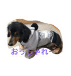 pinortamp2（個別スタンプ：11）