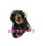 pinortamp2（個別スタンプ：12）