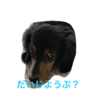 pinortamp2（個別スタンプ：13）
