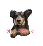 pinortamp2（個別スタンプ：14）