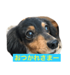 pinortamp2（個別スタンプ：15）