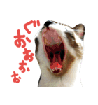 nekosanparty2（個別スタンプ：2）