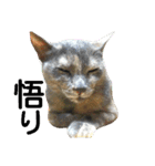 nekosanparty2（個別スタンプ：7）