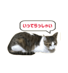 猫のこなつちゃんスタンプ(写真)（個別スタンプ：5）