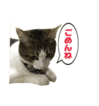 猫のこなつちゃんスタンプ(写真)（個別スタンプ：7）