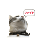 猫のこなつちゃんスタンプ(写真)（個別スタンプ：13）