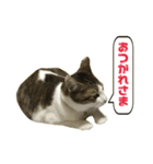猫のこなつちゃんスタンプ(写真)（個別スタンプ：18）