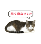 猫のこなつちゃんスタンプ(写真)（個別スタンプ：21）