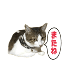 猫のこなつちゃんスタンプ(写真)（個別スタンプ：22）