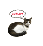 猫のこなつちゃんスタンプ(写真)（個別スタンプ：23）