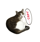 猫のこなつちゃんスタンプ(写真)（個別スタンプ：27）