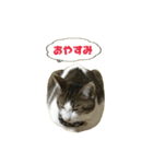 猫のこなつちゃんスタンプ(写真)（個別スタンプ：30）