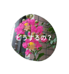 Heart to Heart for（個別スタンプ：4）