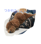 CHIRO Tiny poodle（個別スタンプ：2）
